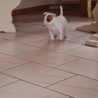Adonis – Miniature Bullterrier Welpe, Baden-Württemberg, Grootgebracht door Von den Walliser's 