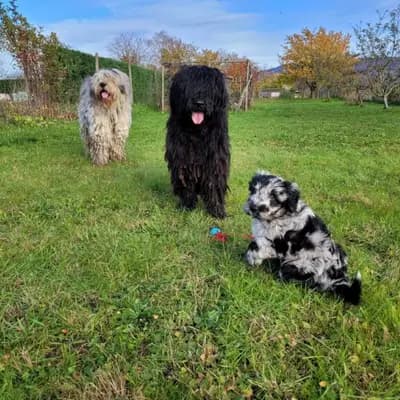 Galerie-Bild von von den Keksdieben in Baden-Württemberg, mit Eindrücken unserer Bergamasker Hirtenhund-Zucht.