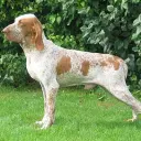 Bracco Italiano