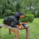 Dobermann