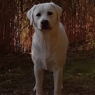 Litter photo: Artur – Labrador Retriever Welpe, Niedersachsen