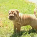 Shar Pei