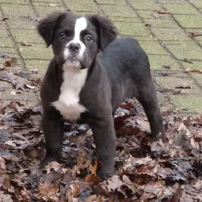 Foto des A-Wurf von American Bulldog in Welpen von Edelbulls, aufgenommen in Provinz Overijssel.