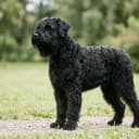 Photo of Schwarzer Russischer Terrier