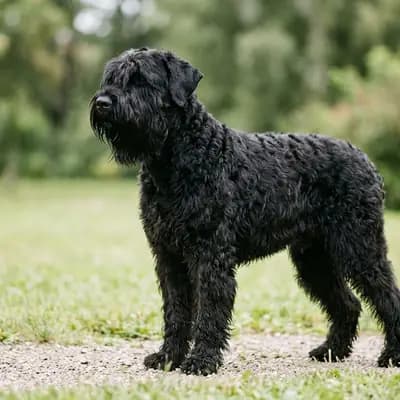 Schwarzer Russischer Terrier – hunderace
