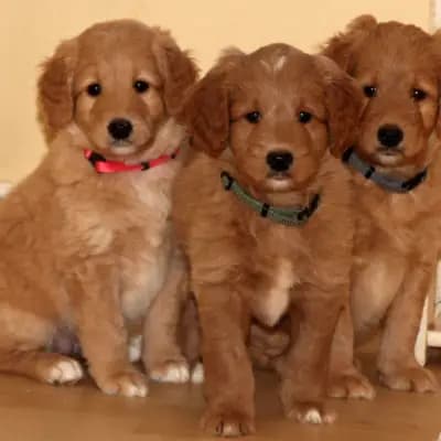 Galerie-Bild von Griselda Doodle in Niedersachsen, mit Eindrücken unserer Goldendoodle-Zucht.
