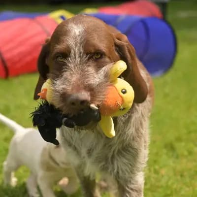 Galerie-Bild von Spinone Italiano vom Bergheimer Hof in Baden-Württemberg, mit Eindrücken unserer Spinone Italiano-Zucht.