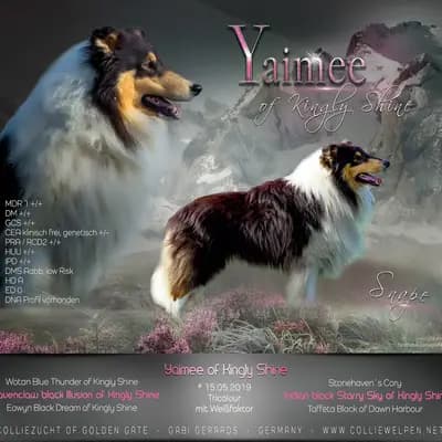 Foto des U-Wurf von Amerikanischer Collie in Collie of Golden Gate , aufgenommen in Baden-Württemberg.