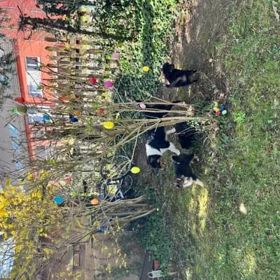 Bild aus Million Dollar Ranch in Bayern, wo unsere Miniature American Shepherd-Hunde in einer liebevollen Umgebung aufwachsen.