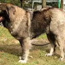 Kaukasischer Schäferhund