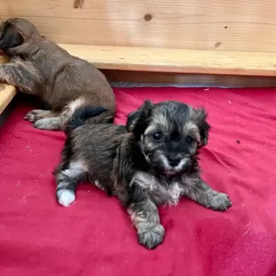 Bild aus Brook Pearl in Schleswig-Holstein, wo unsere Havaneser-Hunde in einer liebevollen Umgebung aufwachsen.