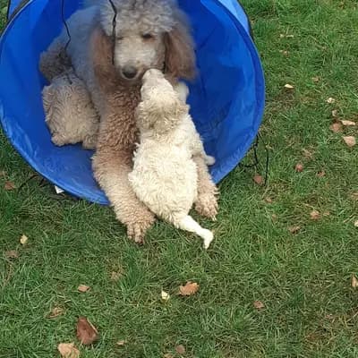 Bild aus von Quellental  in Schleswig-Holstein, wo unsere Großpudel (Königspudel)-Hunde in einer liebevollen Umgebung aufwachsen.