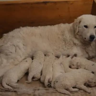 Bild aus Kuvasz "von den großen Strolchen" in Nordrhein-Westfalen, wo unsere Kuvasz-Hunde in einer liebevollen Umgebung aufwachsen.