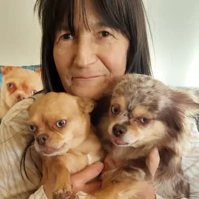 Chihuahua vom Glückstal 