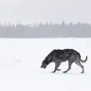 Irish Wolfhound