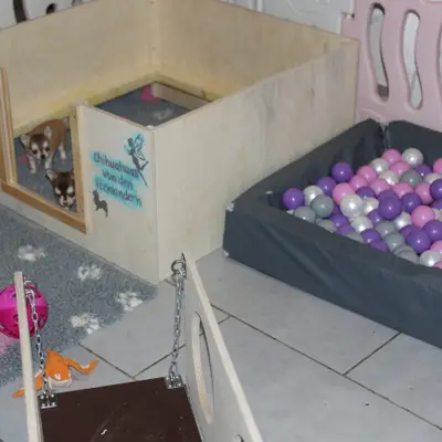 Bild aus Chihauhau Zucht von den Feenkindern in Hessen, wo unsere Chihuahua-Hunde in einer liebevollen Umgebung aufwachsen.