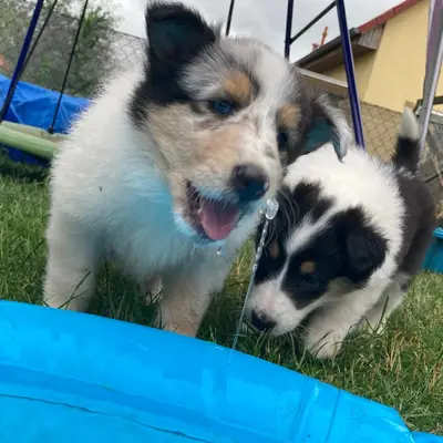 Bild aus Colliezucht 'Of Passion'  in Niedersachsen, wo unsere Collie (Langhaar)-Hunde in einer liebevollen Umgebung aufwachsen.