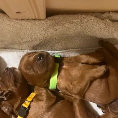 Galerie-Bild von of the maroon fellows in Bayern, mit Eindrücken unserer Irish Red Setter-Zucht.