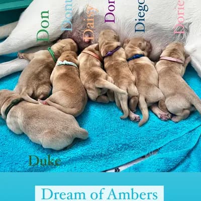Dream of Ambers Diego - Labrador Retriever Welpe in Bayern
