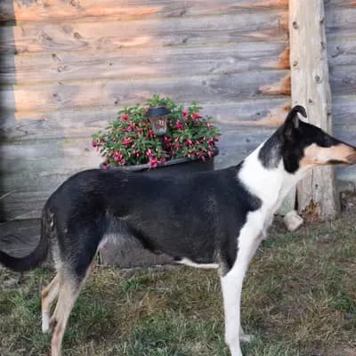 Foto von Abby, einem Collie (Kurzhaar)-Elternhund in Saarland.