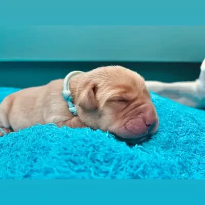 Dream of Ambers Donut - Labrador Retriever Welpe in Bayern