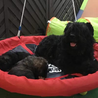 Bild aus Bouviers des Flandres vom Spicher Wäldchen in Nordrhein-Westfalen, wo unsere Bouvier des Flandres-Hunde in einer liebevollen Umgebung aufwachsen.