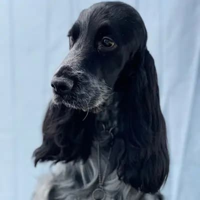English Cocker Spaniel from the Roses of Scotland