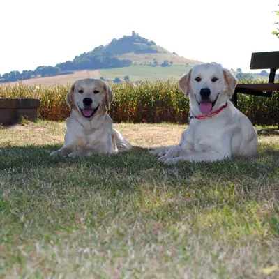 Bild aus Golden vom Desenberg  in Nordrhein-Westfalen, wo unsere Golden Retriever-Hunde in einer liebevollen Umgebung aufwachsen.
