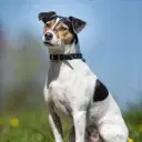 Danish-Swedish Farmdog