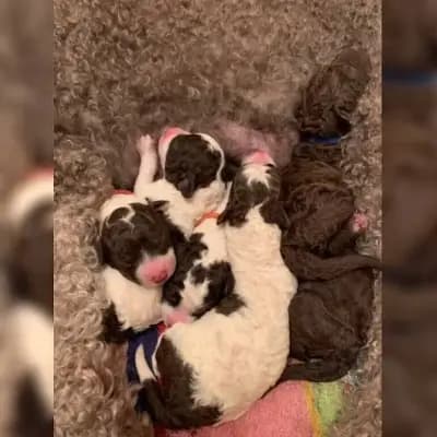 Perros vom Kreuzberghang cover