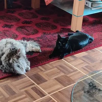 Bild aus Hovawart von der Hünenburg  in Nordrhein-Westfalen, wo unsere Hovawart-Hunde in einer liebevollen Umgebung aufwachsen.