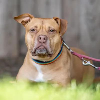 Foto von Lady, einem geretteten American Staffordshire Terrier in Hamburg.