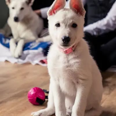 Galerie-Bild von Vom Rehgraben  in Brandenburg, mit Eindrücken unserer Weißer Schweizer Schäferhund-Zucht.