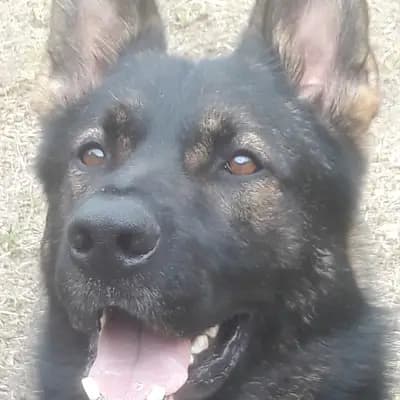 Foto von , einem Deutscher Wachtelhund-Elternhund in Sachsen.