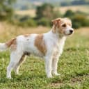 Photo of Jackapoo