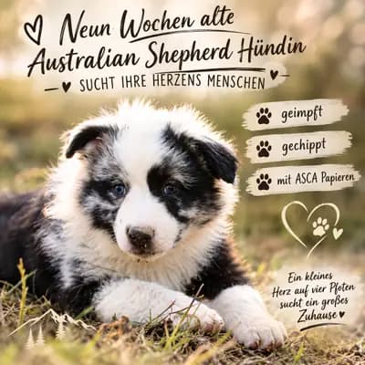 Vivi – Australian Shepherd Welpe, Bayern, Raised by Colorful soul
