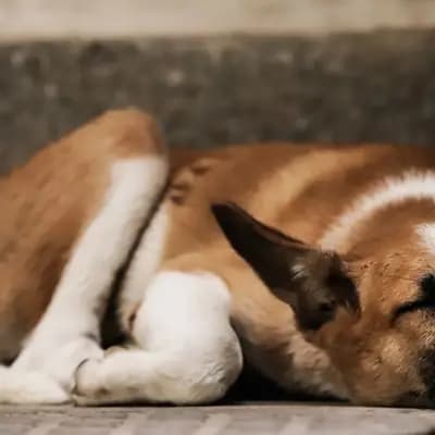 Hund entwurmen: Wie oft ist es wirklich nötig?