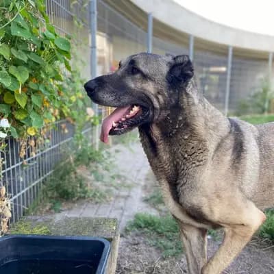 Foto von Lee, einem geretteten Kangal in Berlin.