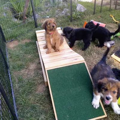 Bild aus Wäller von der Löwenstadt in Baden-Württemberg, wo unsere Wäller-Hunde in einer liebevollen Umgebung aufwachsen.