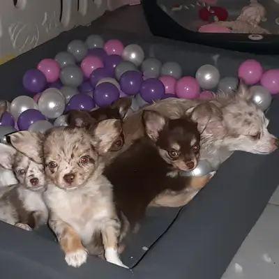 Bild aus Chihauhau Zucht von den Feenkindern in Hessen, wo unsere Chihuahua-Hunde in einer liebevollen Umgebung aufwachsen.