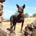 Perro sin Pelo del Peru