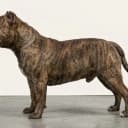 Photo of Pocket Bully