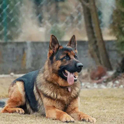 Wolfi image