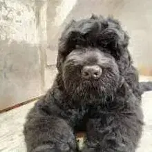 Tchörnyi Nadjeschda cover