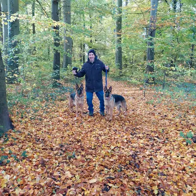 Bild aus Deutsche Schäferhunde " vom Oerier Wald" in Niedersachsen, wo unsere Deutscher Schäferhund-Hunde in einer liebevollen Umgebung aufwachsen.