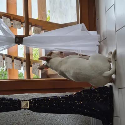 Bild aus Von den Walliser's  in Baden-Württemberg, wo unsere Miniature Bullterrier-Hunde in einer liebevollen Umgebung aufwachsen.