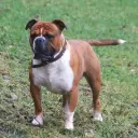 Old English Bulldog