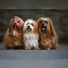Dolce Vita Havanese cover