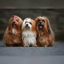 Dolce Vita Havanese cover