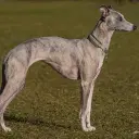 Whippet